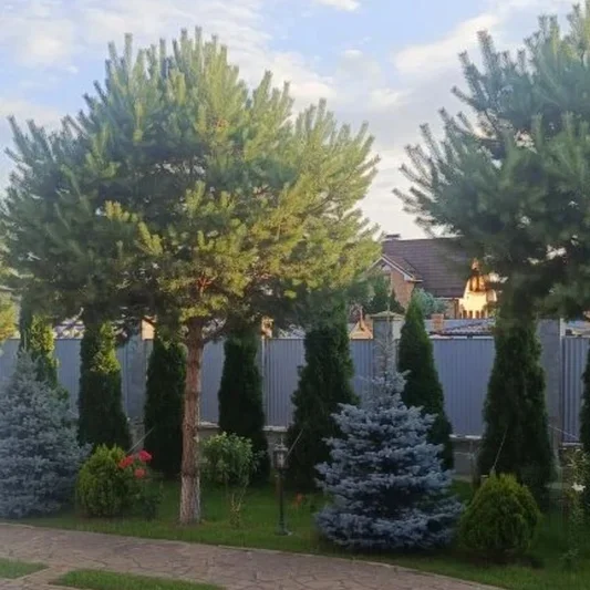 Сосна на штамбе