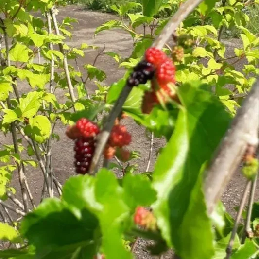 шелковица на штамбе (Morus 'Pendula').