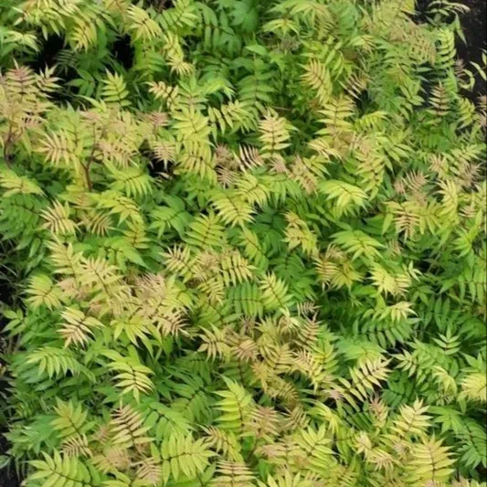 Рябиник рябинолистный (Sorbaria sorbifolia).