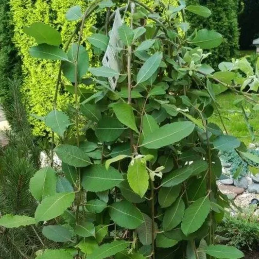 Ива козья на штамбе (сорта 'Kilmarnock', 'Pendula').