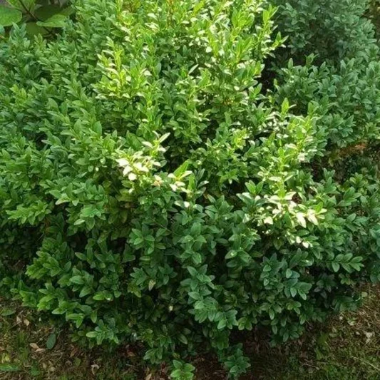 Самшит вечнозеленый (Buxus sempervirens).