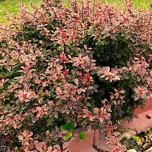 Барбарис Тунберга (Berberis thunbergii).