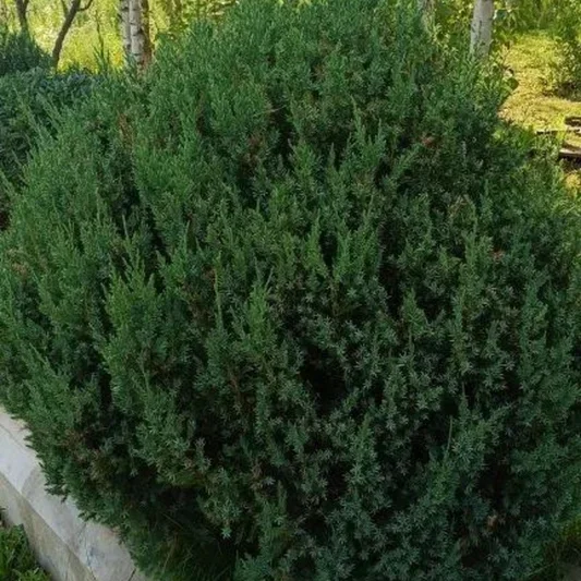 Можжевельник китайский Стрикта (Juniperus chinensis 'Stricta')