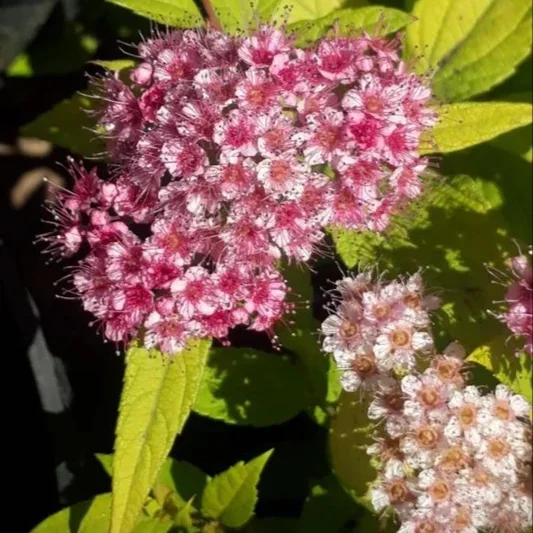 Спирея японская (Spiraea japonica)