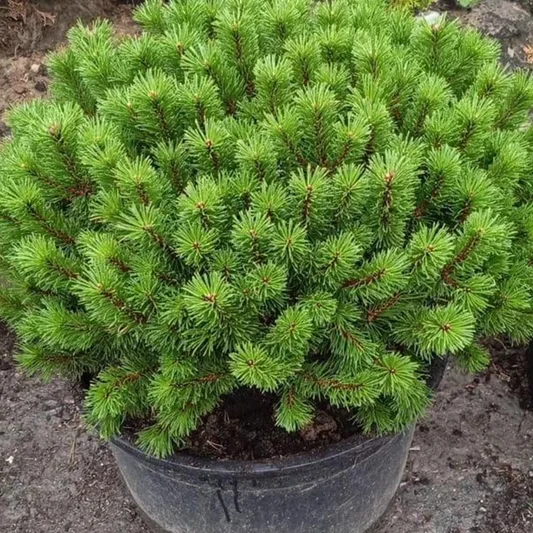 Сосна горная (Pinus mugo)