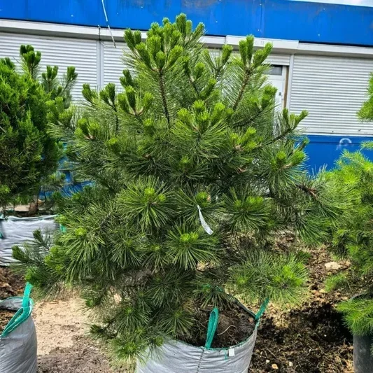 Сосна Тунберга (лат. Pinus thunbergii)