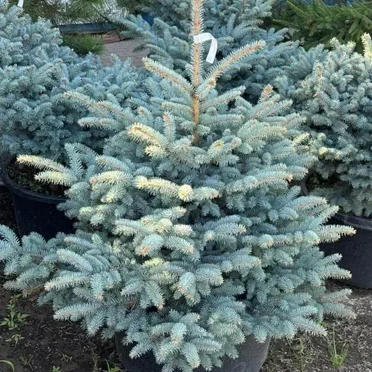 Ель колючая "Глаука Глабоза" (Picea pungens 'Glauca Globosa')