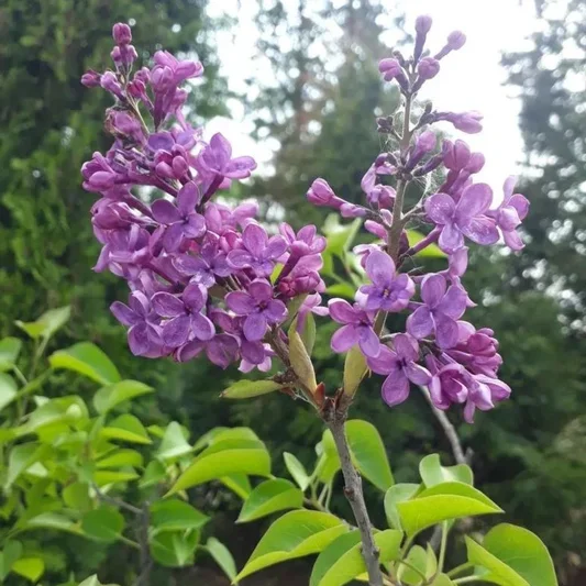 Сирень