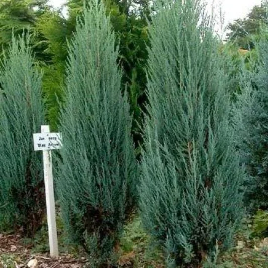 Можжевельник скальный «Скайрокет» (Juniperus scopulorum 'Skyrocket')